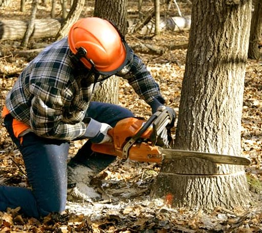 Tree Removal in Bison, OK